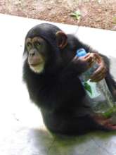 Please help Bo get to a proper wildlife sanctuary!