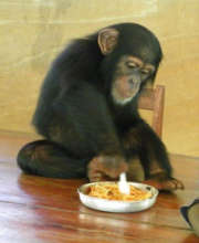 Bo lives in an office and eats unsuitable food