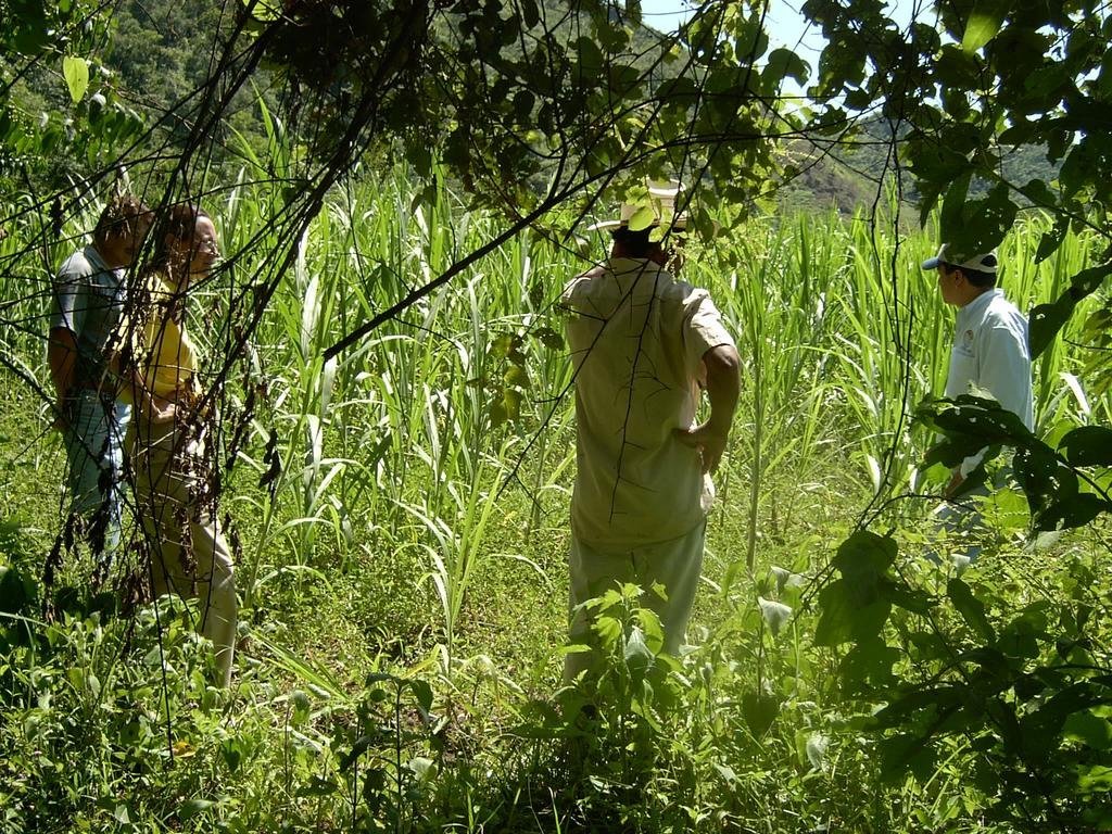 Salvage Precious Forests in Mexico