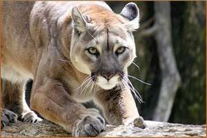 The puma also makes its home in La Sepultura