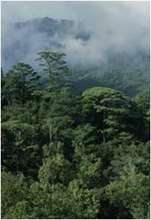 Salvage Precious Forests in Mexico