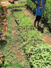 The 5th Tree nursery in Ambohibary Madagascar