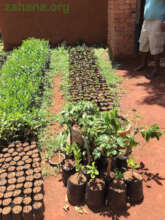 Zahana inspired tree nursery in Ambohibary