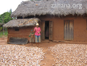 Cassava, and alternative food crop