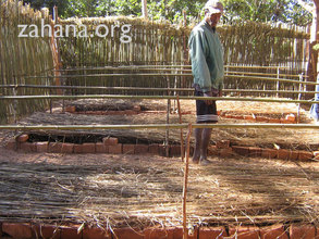 Coffee seedling in the new bed in the nursery