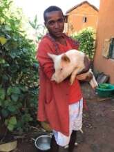 The pig he bought from selling improved cookstoves