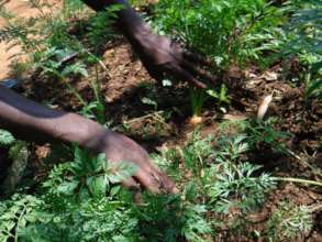 Look at these carrots!