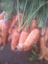 Carrots - a frist in this village