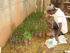 The nursery's gardner with coffee plants