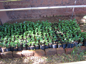 Coffee seedlings