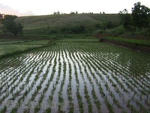 Rice - grown in rows adviced by ag-expert