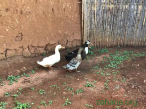 Ducks as microcredit