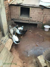 Then way ducks should be kept