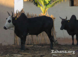 Zebu or humped cattle in a Malagsy village