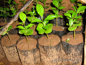 Coffee seedlings grown in Fiarenana's nursery