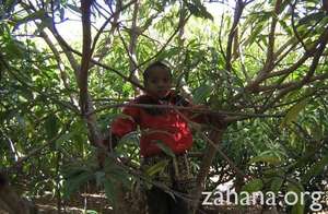 Boy in a fruit tree in Fiarenana