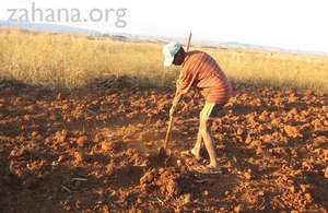 Working the soil for dry land rice planting