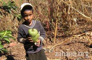 Boy with harvested fruit (soursop) in Fiarenana