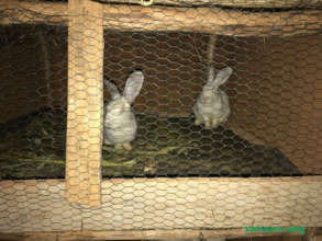 Rabbits - the new microcredit breeding project