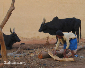 The typical hump that gives the zebu its name