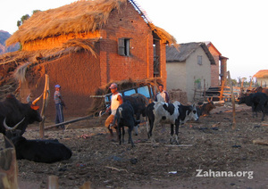 Zebu and a carraige in the background