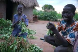 Oromo's sons helping with the harvest