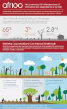 The benefits of tree planting