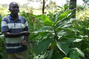 Ocaya, Forest Program Manager, with a local tree