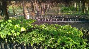 Happy native tree seedlings
