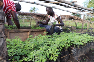 Peter and David loading seedlings for villages