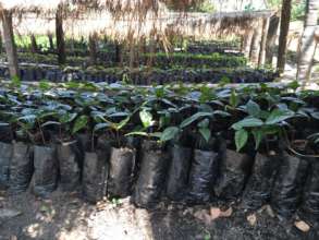 Beyo tree seedlings in the nursery