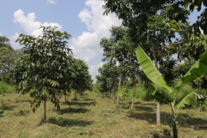 Agroforestry in Action - African Mahogany