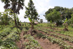 A healthy landscape, thanks to your help
