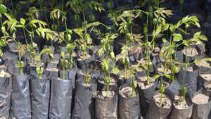 Seedlings of Afzelia Africana, a local tree