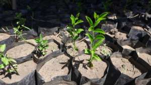 growing seedlings of native trees