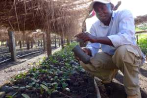 Ocaya with Shea Seedlings in the Nursery