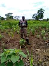 After weeks of prepping, trees & crops are growing
