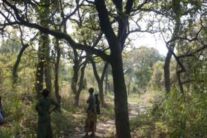 women collecting seeds in the forest