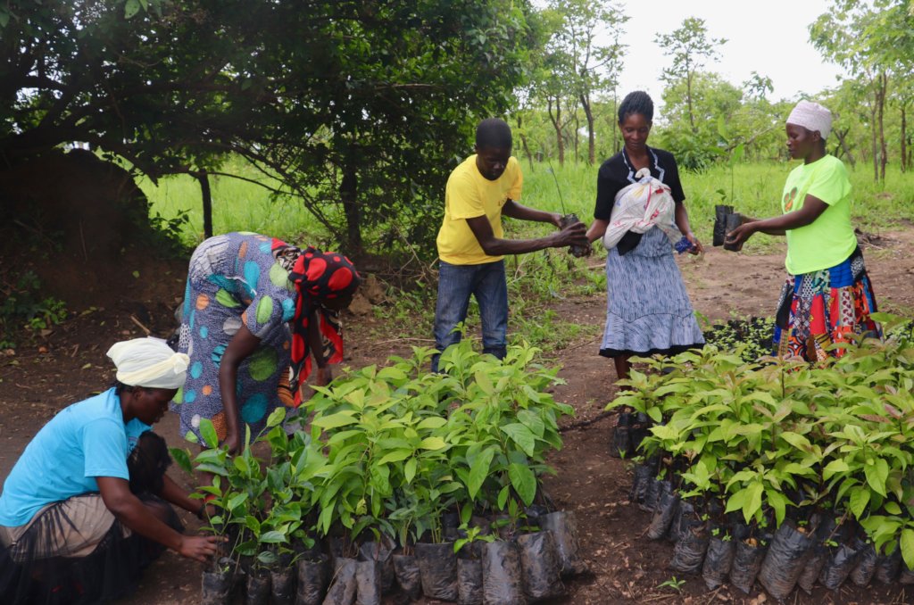 Reforest native trees, empower women healers