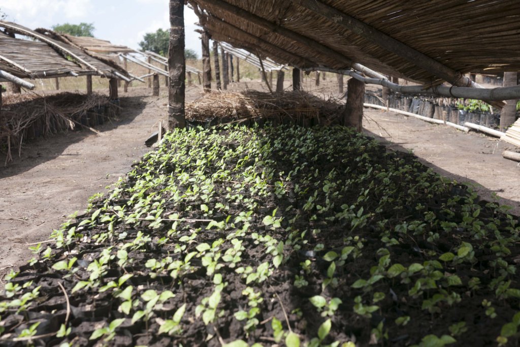 Native Tree Species Nursery