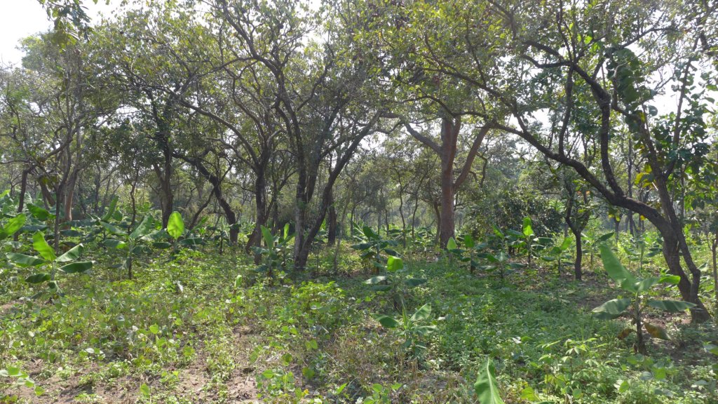 Reforest native trees, empower women healers