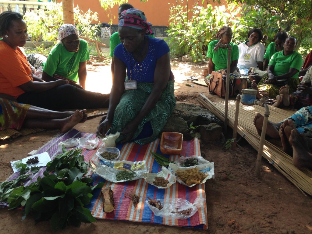 Reforest native trees, empower women healers