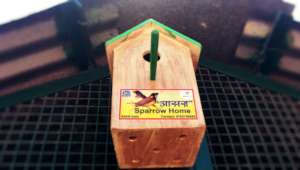 Save the innocent Sparrow Birds !!