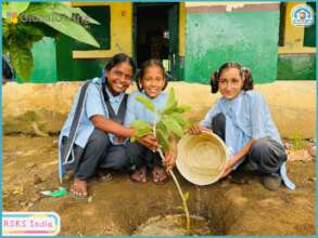 One Tree, One Dream