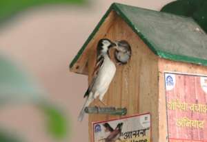 Happy World Sparrow Day !!