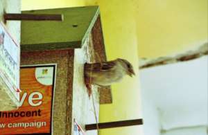 Save the innocent Sparrow Birds !!