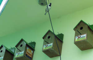 Save the innocent Sparrow Birds