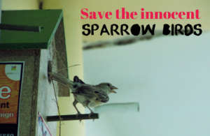 Save the innocent Sparrow Birds