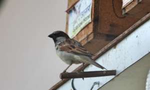 Save the innocent Sparrow Birds