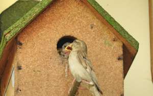 Save the innocent Sparrow Birds